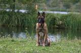 MALINOIS 1084